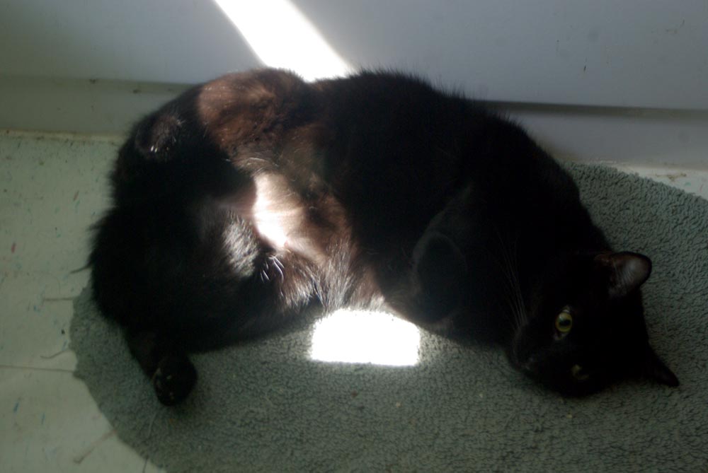 black cat in spot of sun
