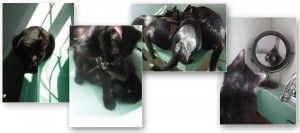 set of four cards with black cats