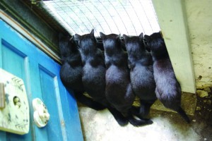 five black cats at door