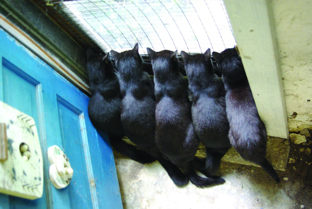 five black cats at door