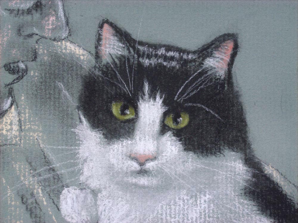 Detail of tuxedo cat face
