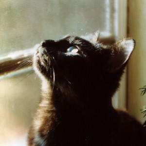 tortoiseshell cat looking out window