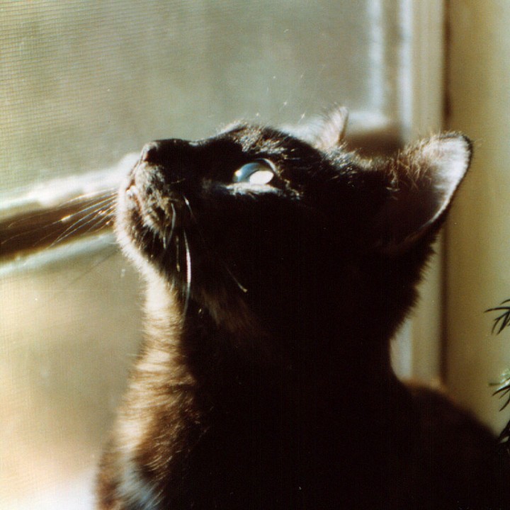 tortoiseshell cat looking out window