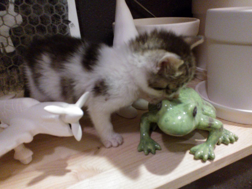 kitten with frog