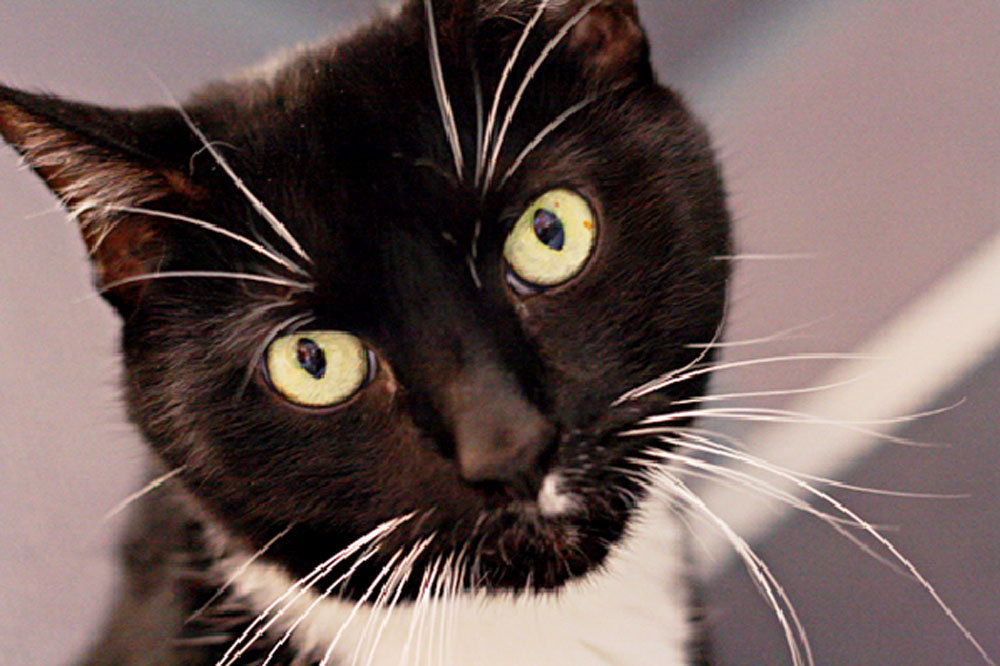 black and white cat for adoption