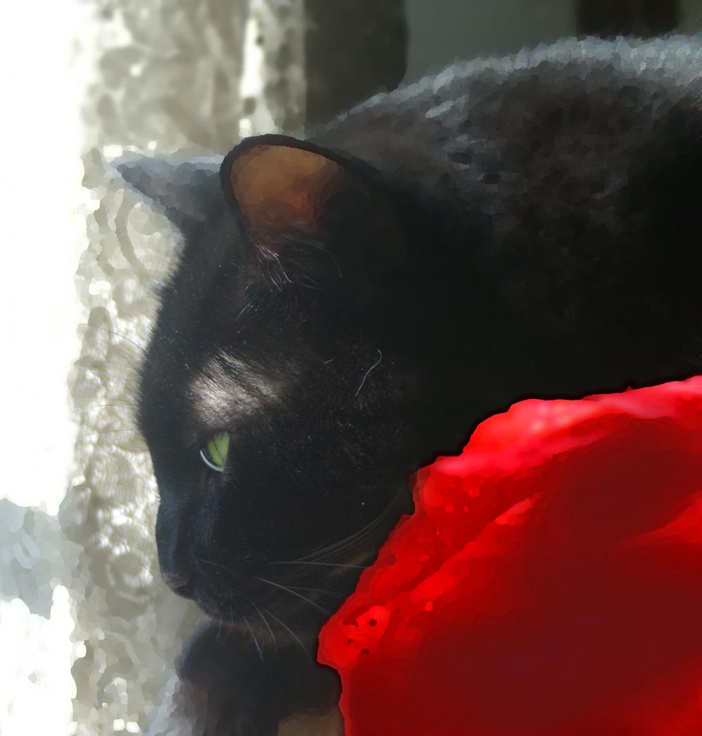 black cat with red cloth and lace curtain