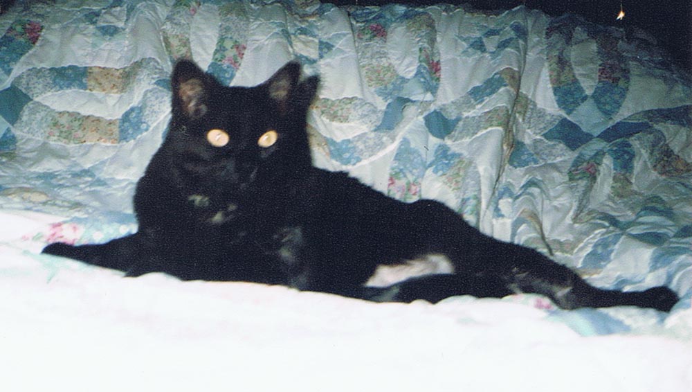 black cat on wedding ring quilt