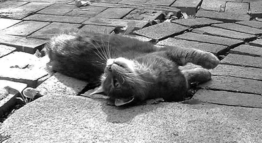 gray cat on bricks