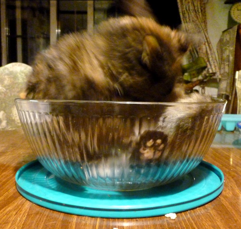 tortoiseshell cat bathing in bowl