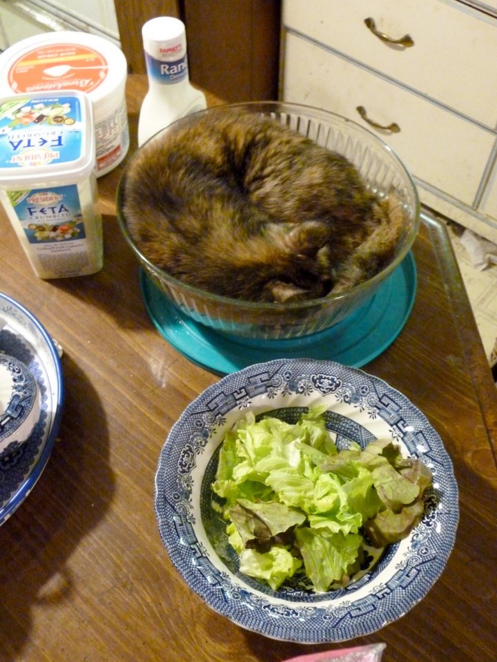 tortoiseshell cat in salad bowl
