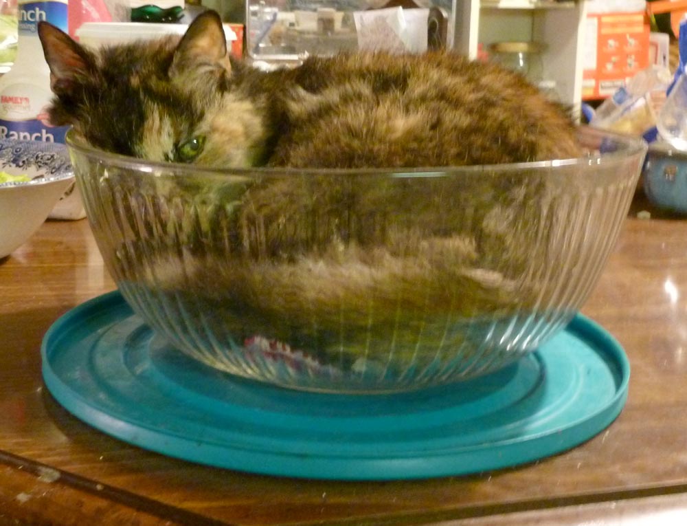 tortoiseshell cat in bowl