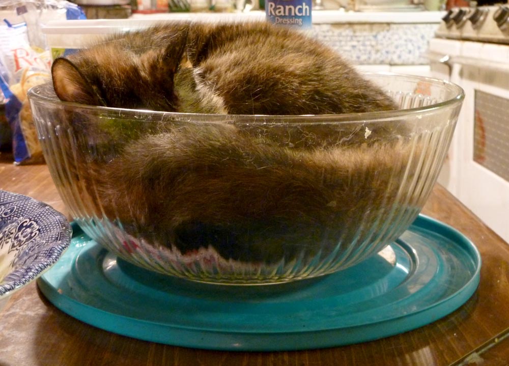 tortoiseshell cat in glass bowl