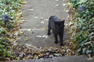 black cat on sidewalk