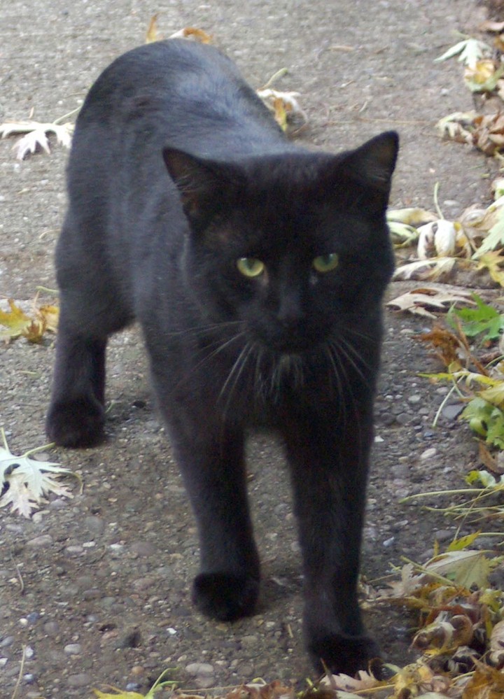 closeup of black cat