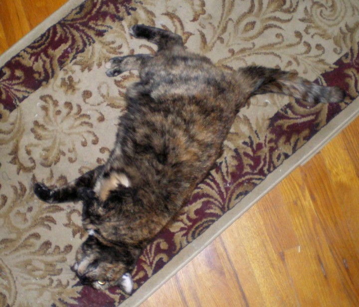 tortoiseshell cat rolling on rug