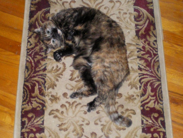 tortoiseshell cat on rug