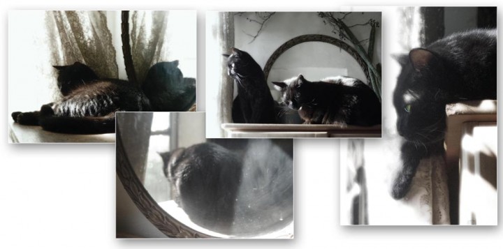 set of four sepia images of black cats