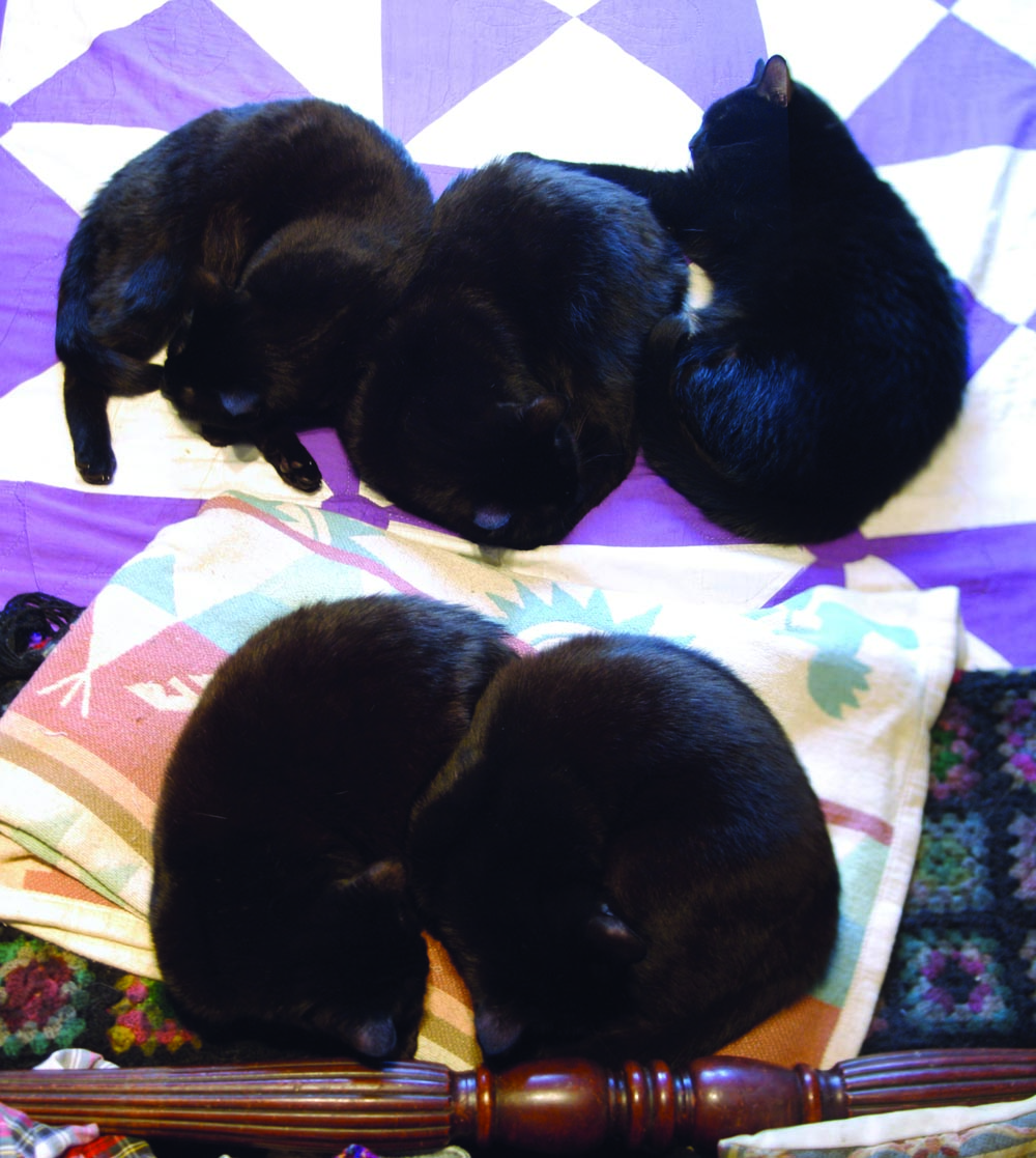 five cats on bed