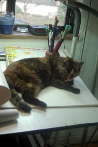 tortoiseshell cat on table with paintbrushes