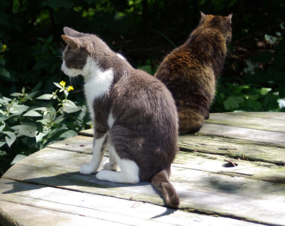 two cats on picnic table