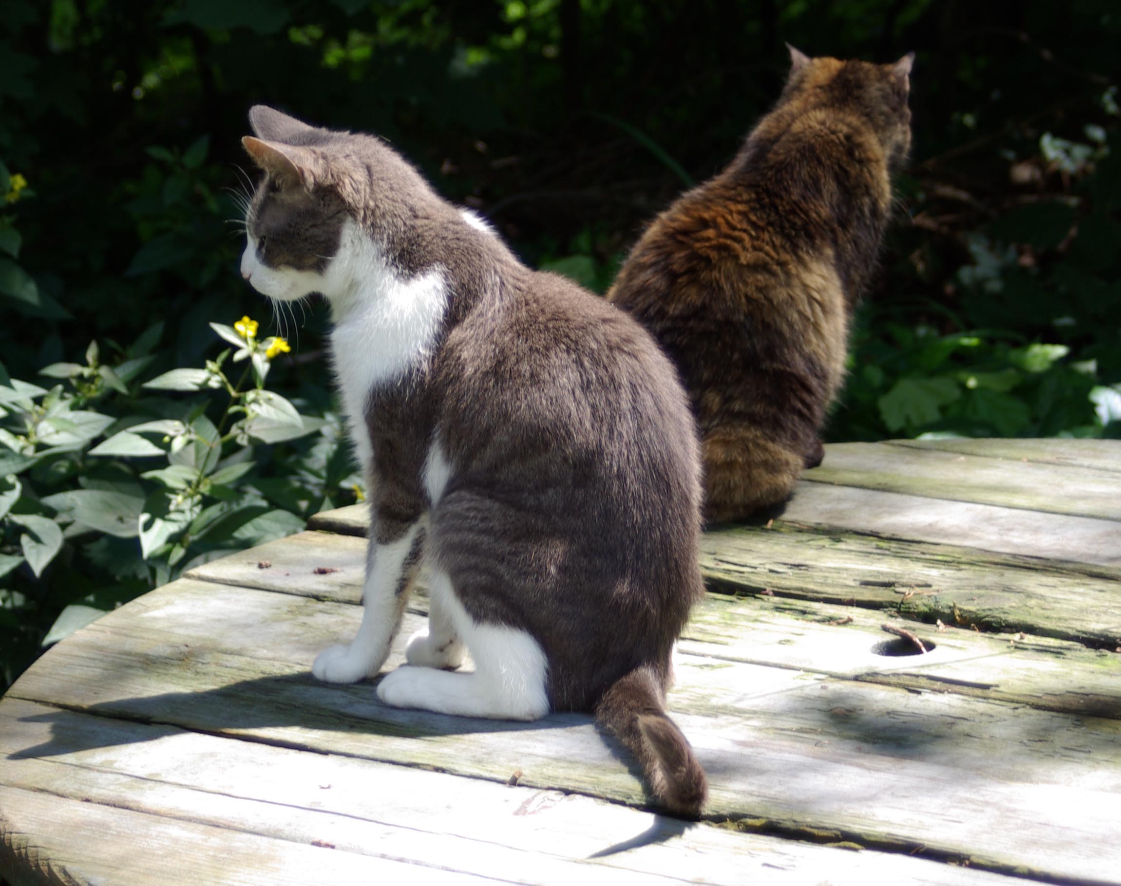 two cats on picnic table