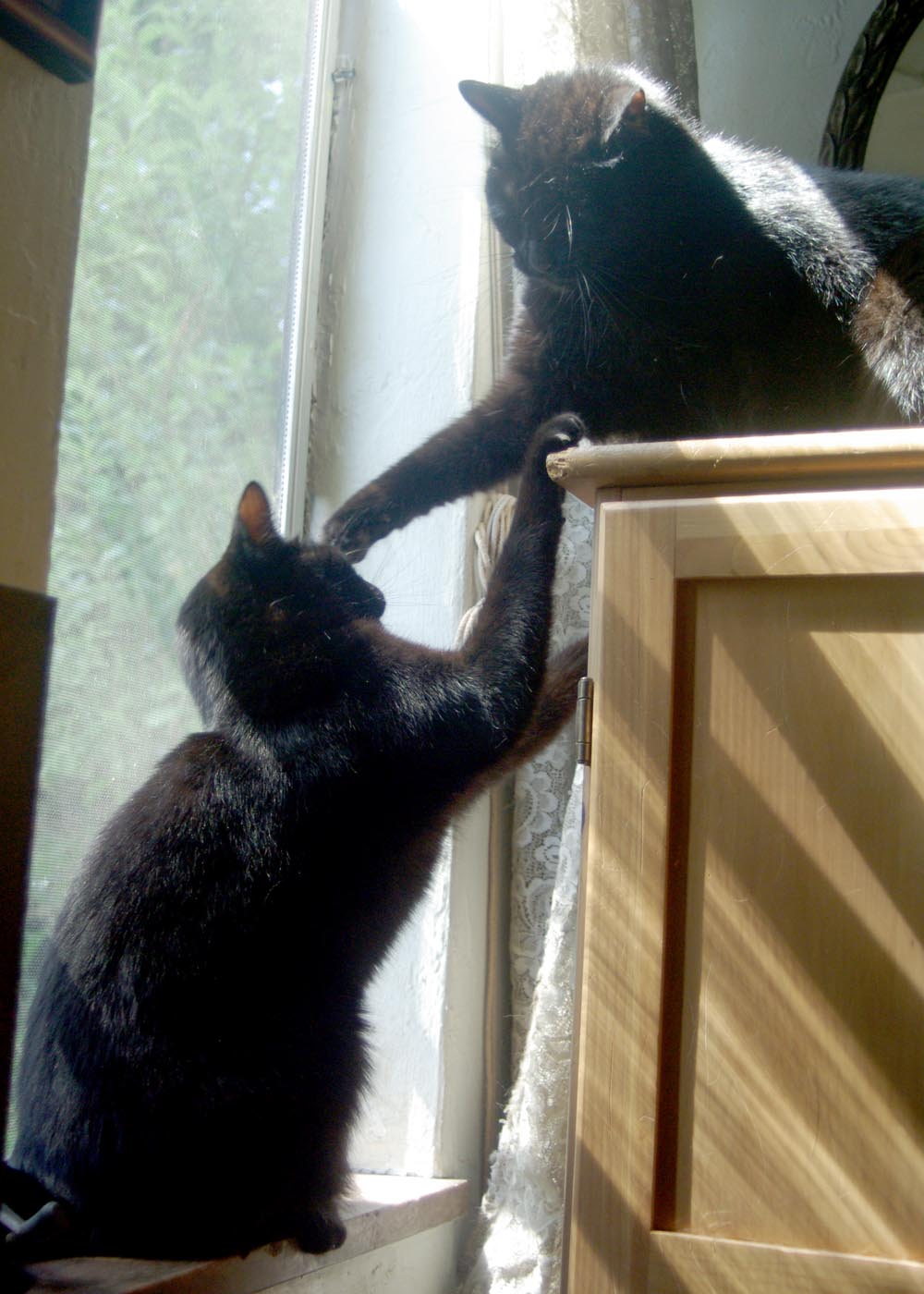 black cat hitting other black cat