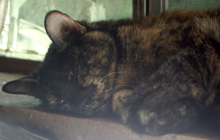 tortoiseshell cat sleeping on windowsill