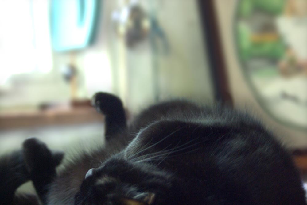 black cat lying on back
