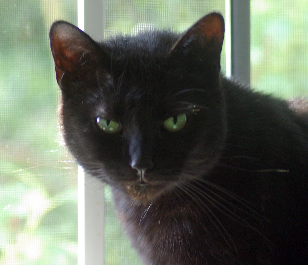 black cat with green eyes by window