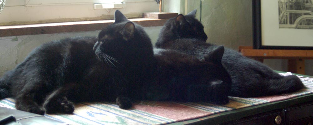 three cats cuddling by window