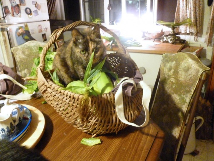 tortoiseshell cat in basket with corn