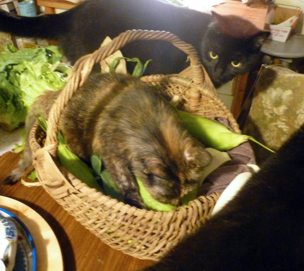 tortoiseshell cat in basket with corn black cat watching