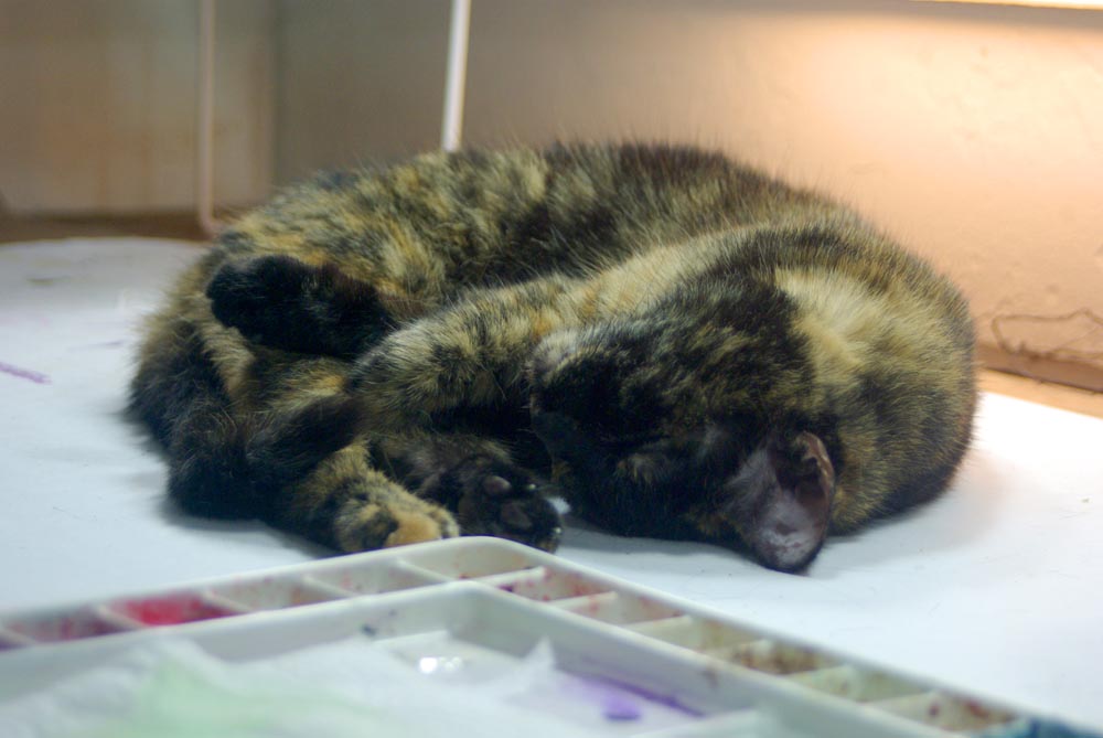 tortoiseshell cat curled up near watercolor palette