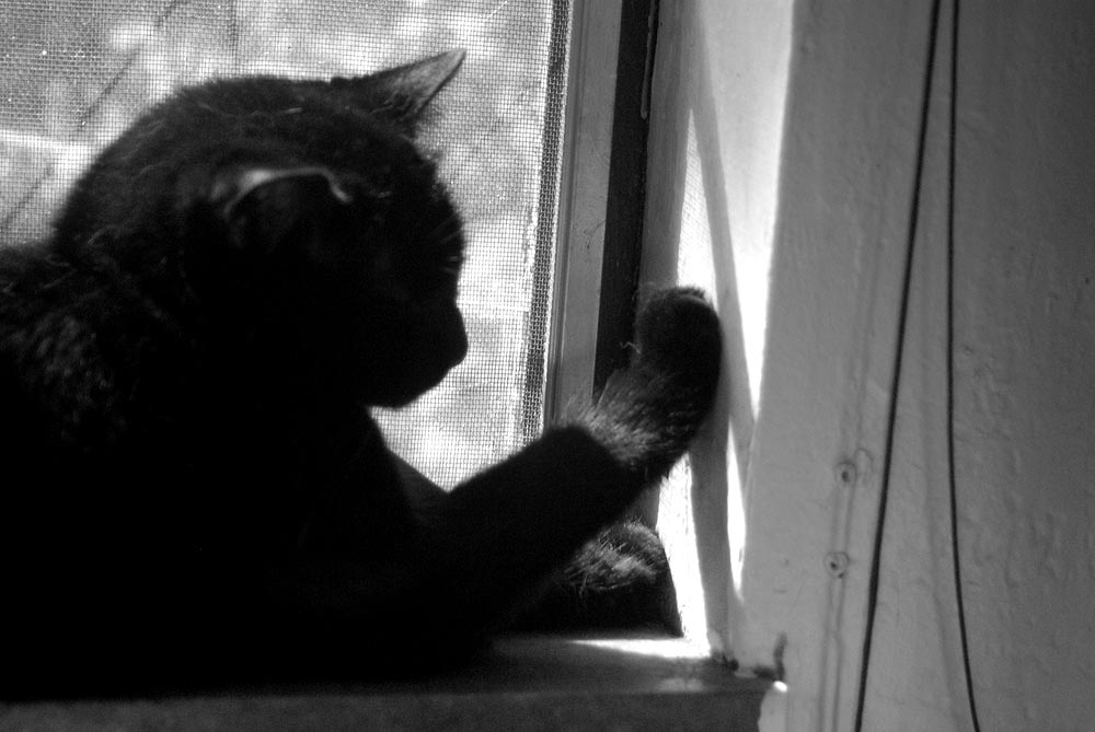 black and white photo of cat on windowsill