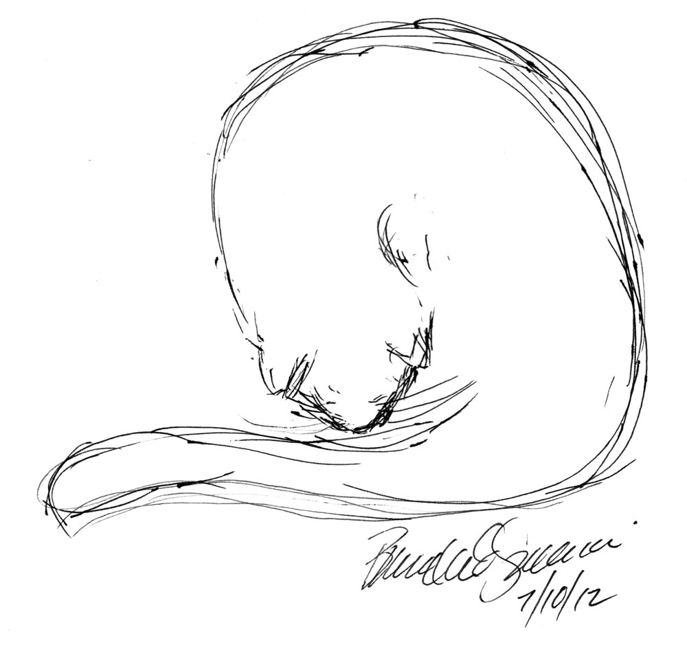 gel pen sketch of cat bathing
