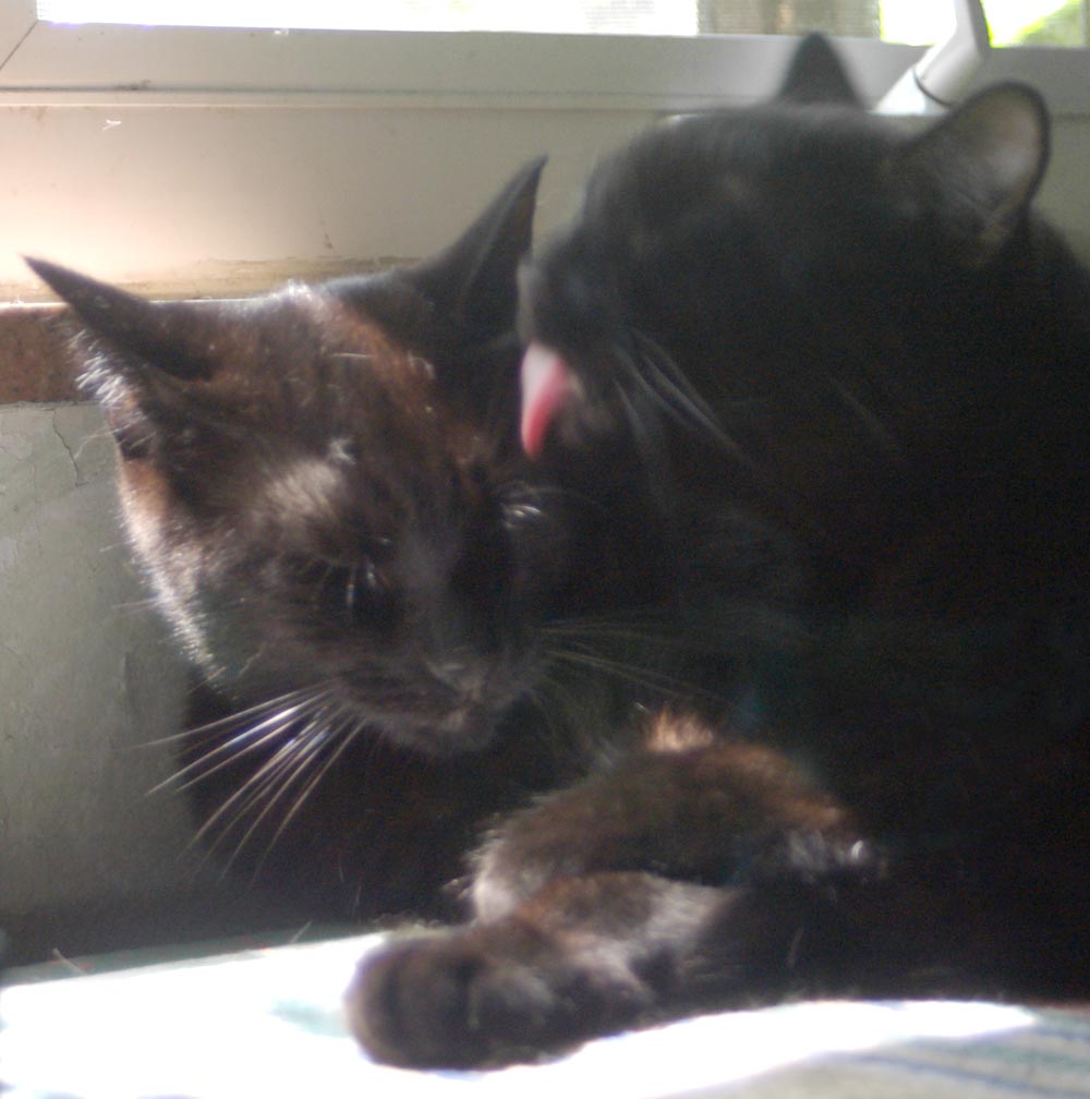 black cat bathing another black cat
