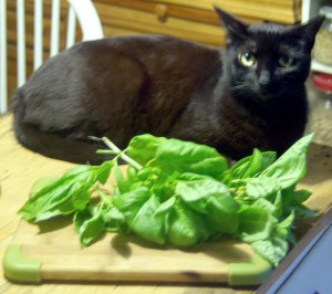 black cat with basil