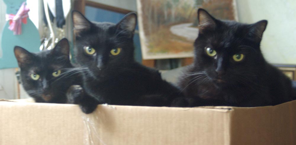 three black cats on box