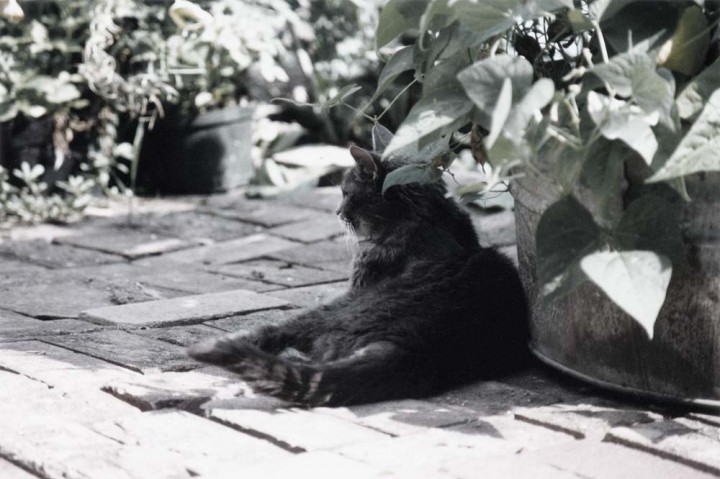 gray tabby cat in shade of bean plants