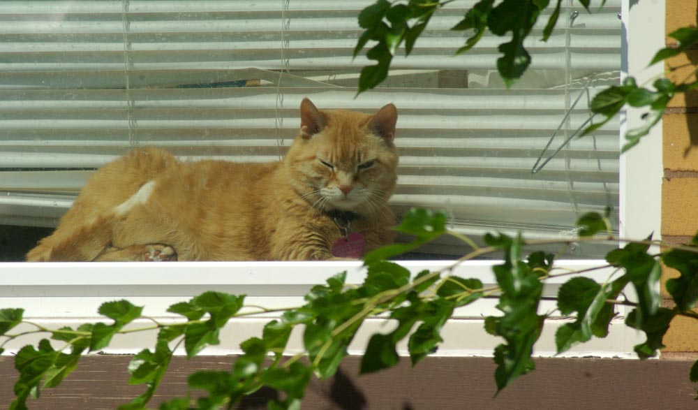 orange cat in window