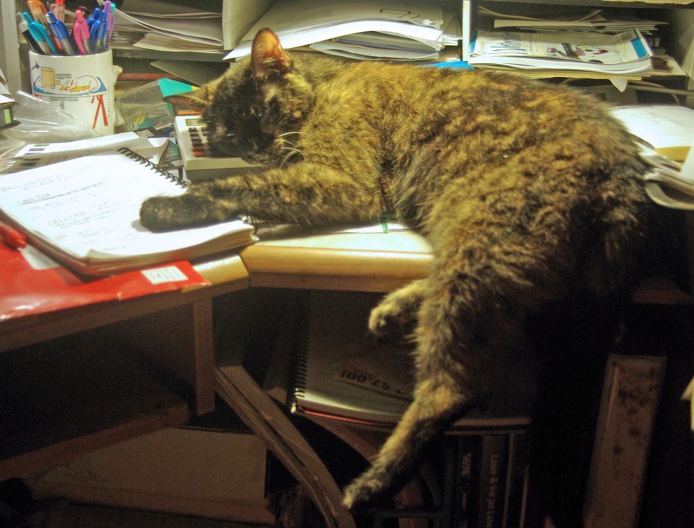 cat sleeping on desk with head on calculator