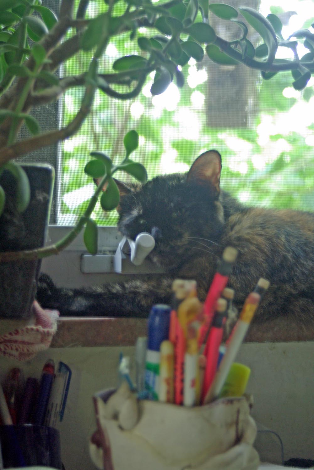 tortoiseshell cat with head on window winder