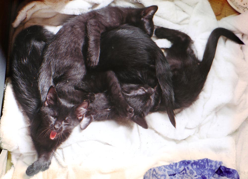 four black kittens