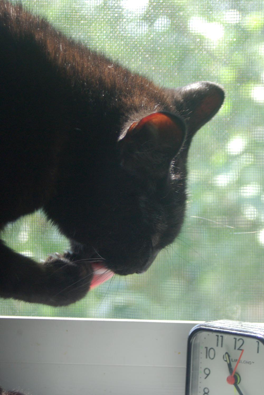 black cat bathing on windowsill