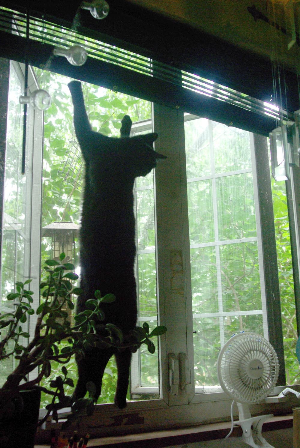 black cat hanging on screen