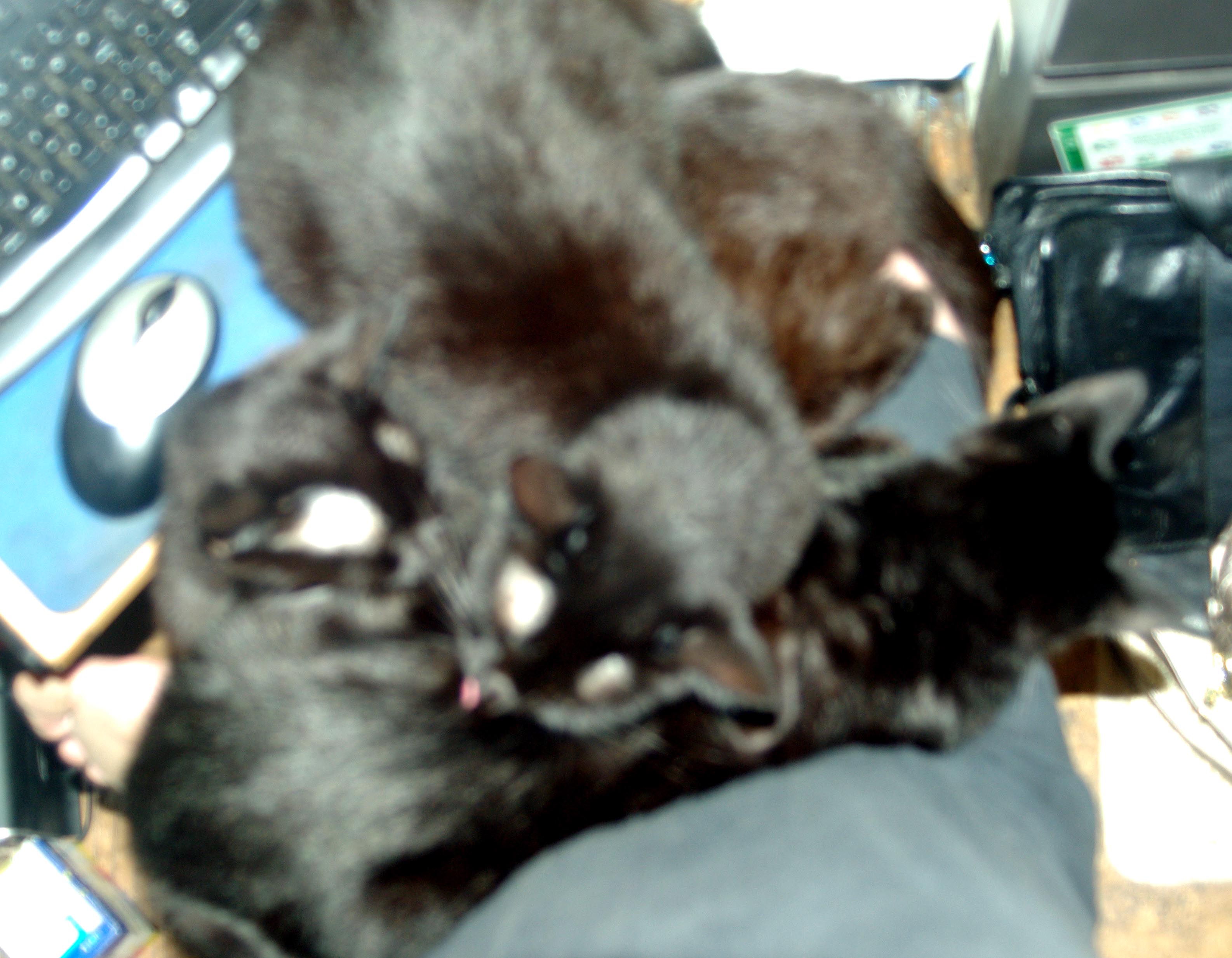 three black cats on lap