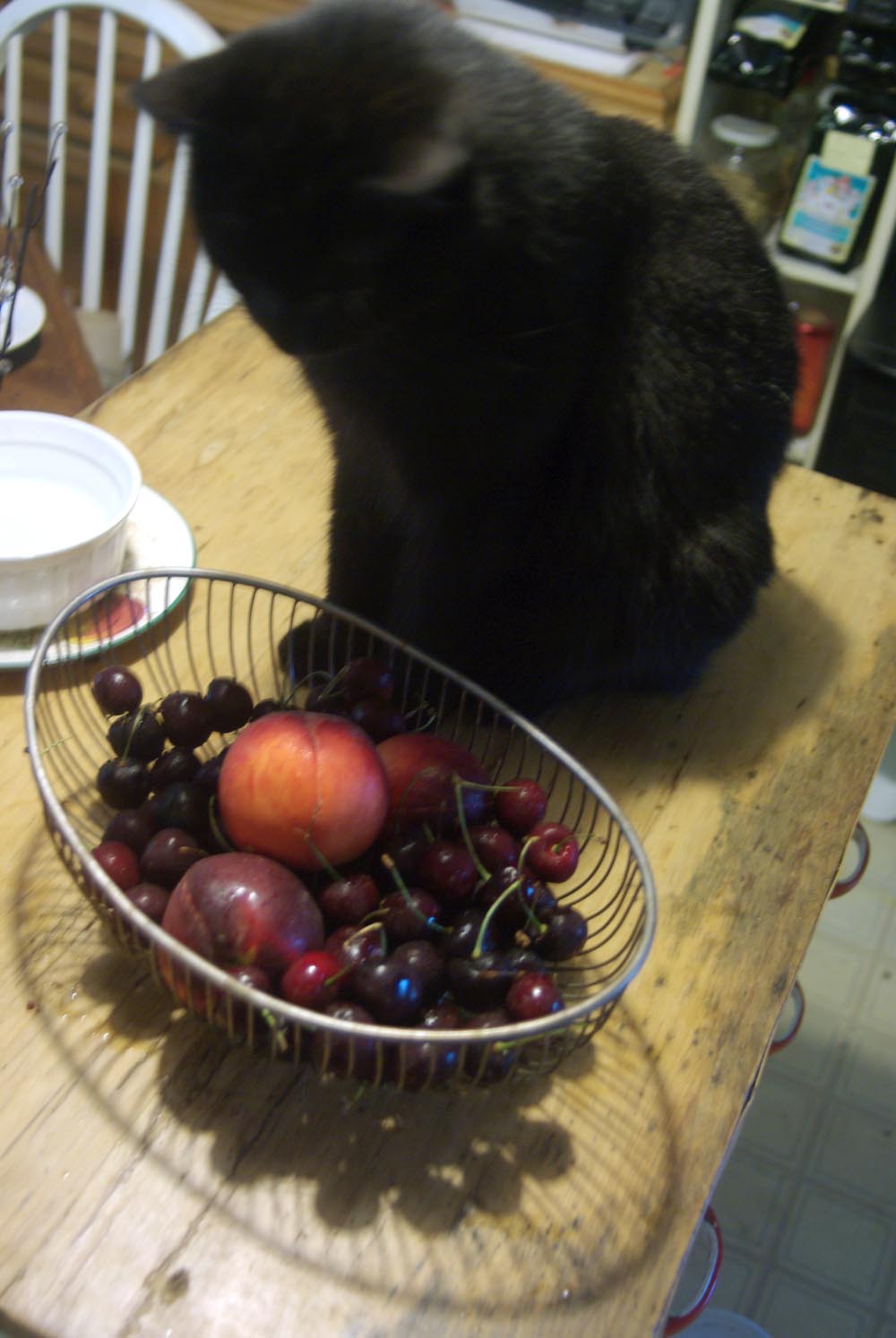 black cat with fruit bowl of cherries and peaches