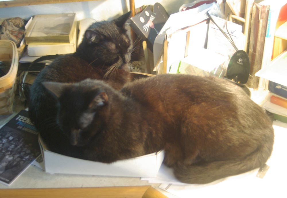 two black cats and a box