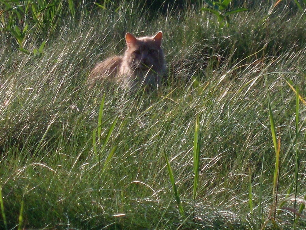 orange cat in grassy field