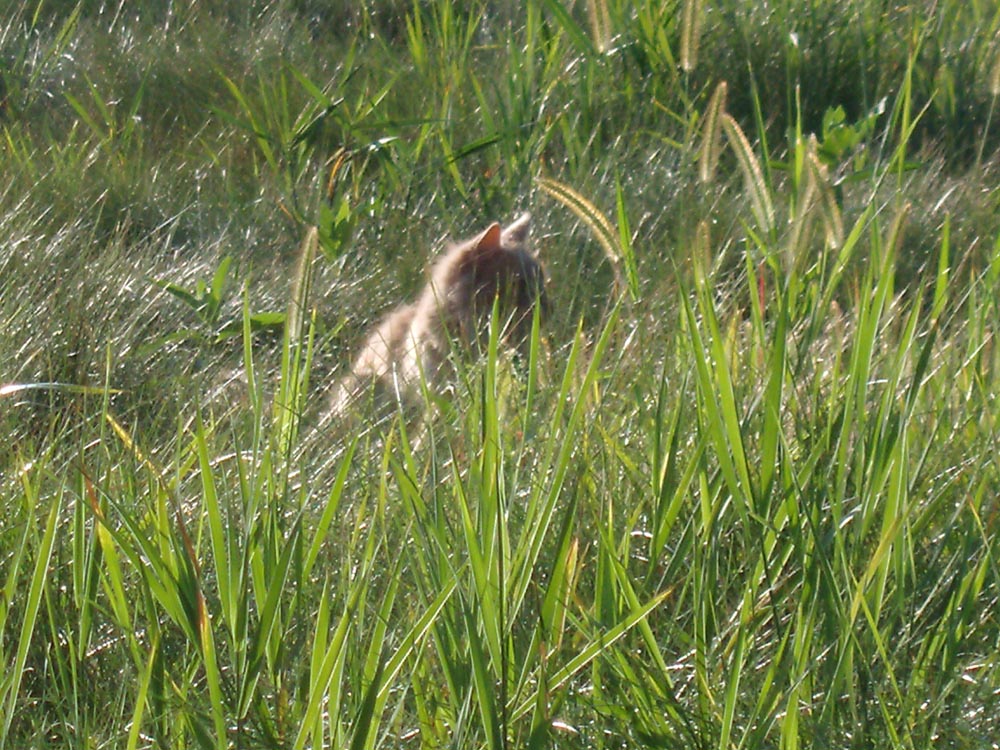 orange cat hunting in field